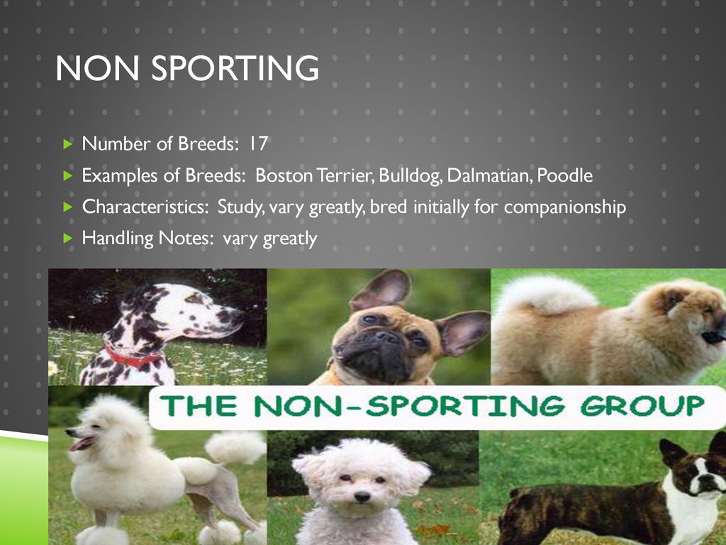 List of non sporting group cheap